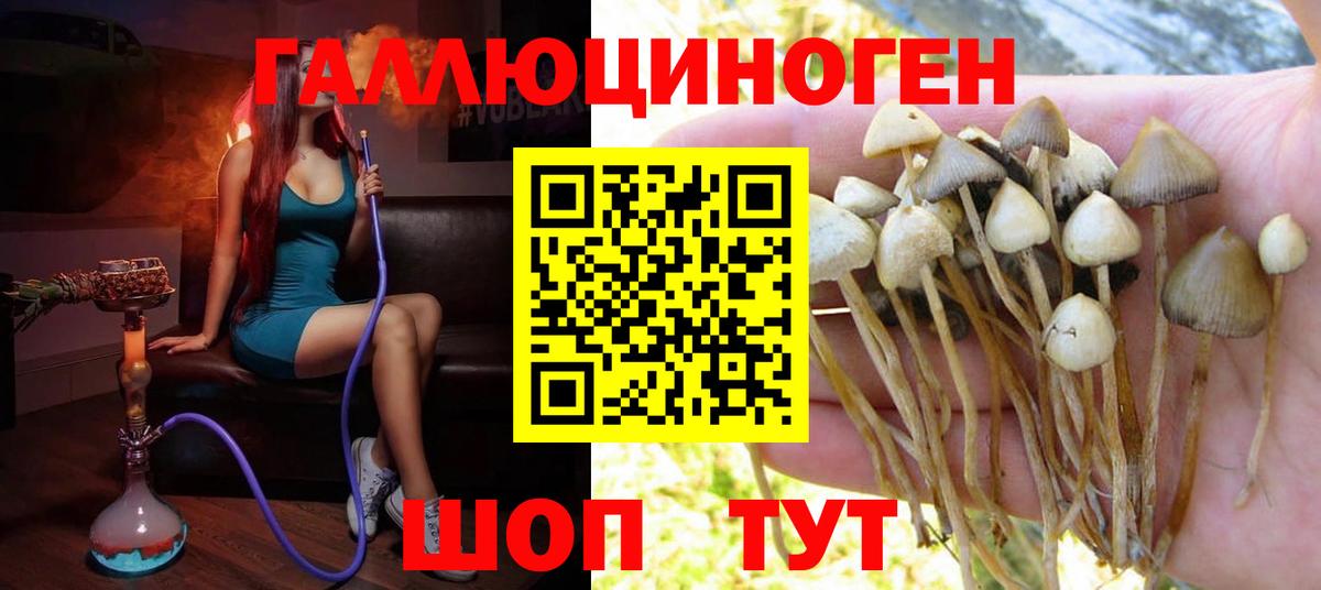Калининград  Галлюциногенные грибы Psilocybine cubensis  Вход с VPN 